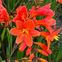 Load image into Gallery viewer, Crocosmia 'Peach Melba'