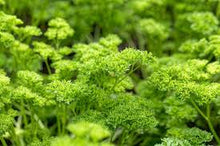 Load image into Gallery viewer, Petroselinum Curled- Parsley