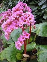 Load image into Gallery viewer, Bergenia purpurascens