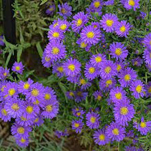 Load image into Gallery viewer, Aster 'Kickin Purple'