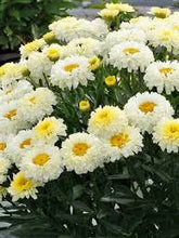 Load image into Gallery viewer, Leucanthemum supe. 'Real Sunbeam'
