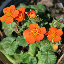 Load image into Gallery viewer, Geum cocc. 'Koi'