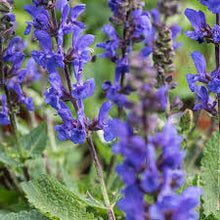 Load image into Gallery viewer, Salvia nem. 'Noble Knight'