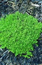 Load image into Gallery viewer, Herniaria glabra - Green Carpet