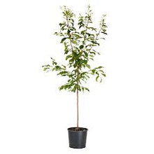 Load image into Gallery viewer, Prunus sal. 'Alderman' Plum