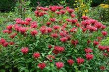 Load image into Gallery viewer, Monarda didyma - Scarlet beebalm