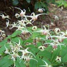 Load image into Gallery viewer, Epimedium 'Space Invaders'