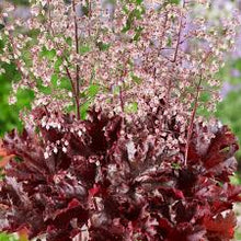 Load image into Gallery viewer, Heuchera 'Melting Fire'