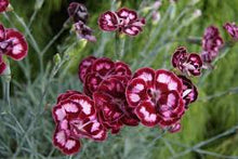 Load image into Gallery viewer, Dianthus 'Angel of Enlightenment'