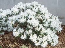 Load image into Gallery viewer, Rhododendron 'Dora Amateis'