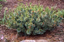 Load image into Gallery viewer, Pinus pumil. 'Blue Dwarf'