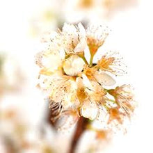 Load image into Gallery viewer, Prunus sal. 'Spring Satin' Plumcot