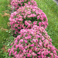 Load image into Gallery viewer, Spiraea 'Double Play Pink'