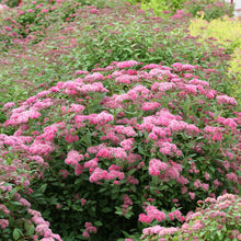 Load image into Gallery viewer, Spiraea 'Double Play Pink'