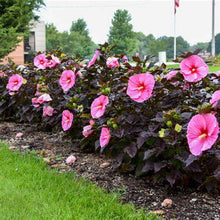 Load image into Gallery viewer, Hibiscus 'Edge of Night'