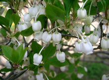 Load image into Gallery viewer, Enkianthus perulatus - White Enkianthus