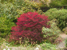 Load image into Gallery viewer, Enkianthus perulatus - White Enkianthus