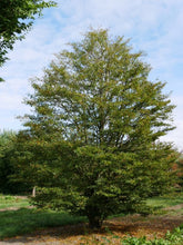 Load image into Gallery viewer, Fagus syl. 'Asplenifolia' - Fern Leaf Beech