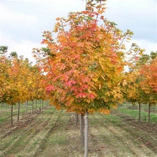 Load image into Gallery viewer, Acer sacch. &#39;Fall Fiesta&#39; - Sugar Maple
