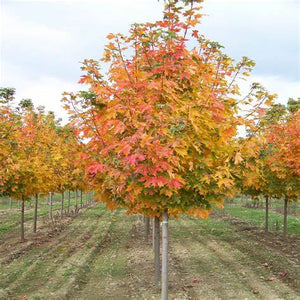 Acer sacch. 'Fall Fiesta' - Sugar Maple