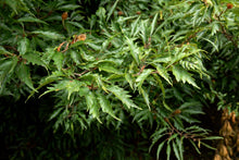 Load image into Gallery viewer, Fagus syl. 'Asplenifolia' - Fern Leaf Beech