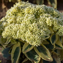 Load image into Gallery viewer, Sedum 'Frosted Fire'