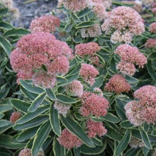 Load image into Gallery viewer, Sedum 'Frosted Fire'