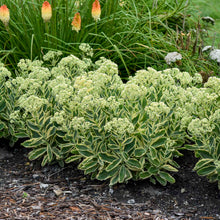 Load image into Gallery viewer, Sedum 'Frosted Fire'