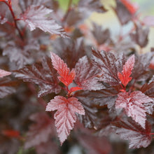 Load image into Gallery viewer, Physocarpus op. 'Ginger Wine'