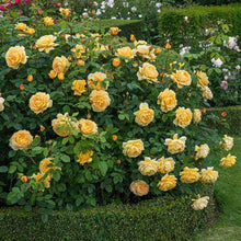 Load image into Gallery viewer, Rosa 'Golden Celebration' - Shrub Rose