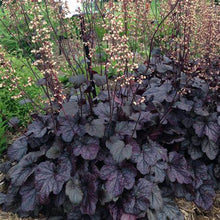 Load image into Gallery viewer, Heuchera 'Grape Expectations’