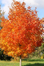 Load image into Gallery viewer, Acer saccharum &#39;Green Mountain&#39; - Sugar Maple
