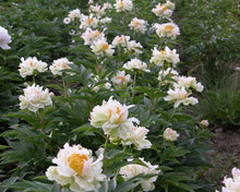 Load image into Gallery viewer, Paeonia Lact. "Green Lotus" Peony