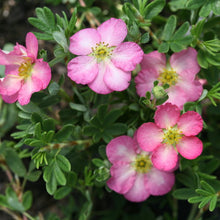 Load image into Gallery viewer, Potentilla 'Happy Face Hearts’