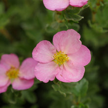 Load image into Gallery viewer, Potentilla 'Happy Face Hearts’