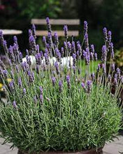 Load image into Gallery viewer, Lavandula 'La Diva Vintage Violet'