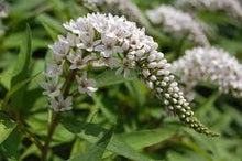 Load image into Gallery viewer, Lysimachia 'Gooseneck Loosestrife'