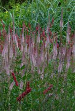 Load image into Gallery viewer, Veronicastrum virginicum 'Erica'