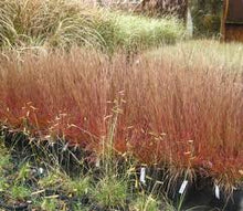 Load image into Gallery viewer, Schizachyrium 'Blaze' - Little Bluestem