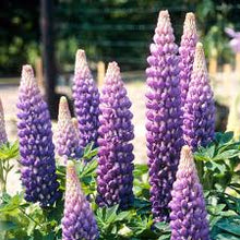 Load image into Gallery viewer, Lupinus 'Persian Slipper'