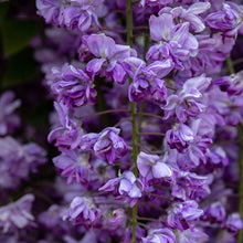Load image into Gallery viewer, Wisteria flor. 'Grande Diva Jessye'