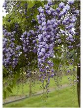 Load image into Gallery viewer, Wisteria flor. 'Grande Diva Jessye'
