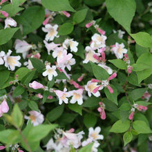 Load image into Gallery viewer, Kolkwitzia 'Jolene Jolene'