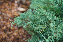 Load image into Gallery viewer, Juniperus 'Montana Moss'