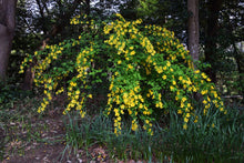 Load image into Gallery viewer, Kierria japonica ‘Golden Guinea’