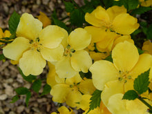 Load image into Gallery viewer, Kierria japonica ‘Golden Guinea’