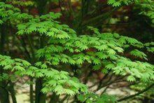 Load image into Gallery viewer, Acer sieb. 'Kinugasa Yama' - Japanese Maple