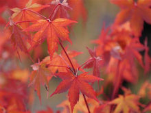 Load image into Gallery viewer, Acer sieb. 'Kinugasa Yama' - Japanese Maple