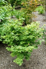 Load image into Gallery viewer, Acer sieb. 'Kumoi Nishiki' - Japanese Maple