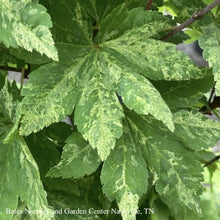Load image into Gallery viewer, Acer sieb. 'Kumoi Nishiki' - Japanese Maple